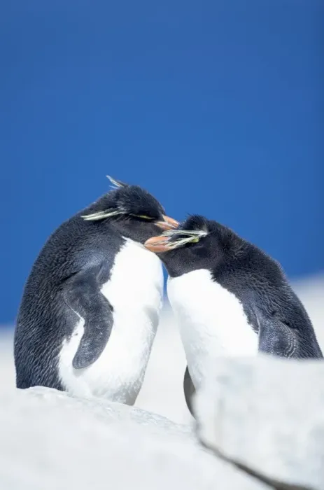 Framed Print : Two Rockhopper penguins (Eudyptes chrysocome chrysocome), Sea Lion Island Framed Print : Two Rockhopper penguins (Eudyptes chrysocome chrysocome), Sea Lion Island