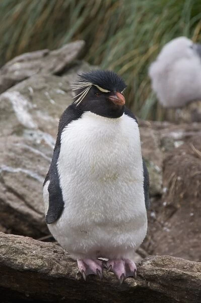 Rockhopper penguins, West Point Island, Falkland Islands, South America
