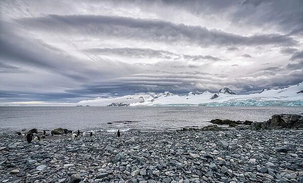 A rocky beach with penguins in the Antarctic Peninsula, Antarctica, Polar Regions