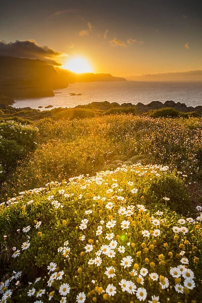 Rocky coast at the Ponta da Sao Lourenco and spring flowers at sunset, Eastern tip of the island