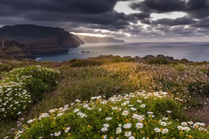 Framed Print : Rocky coast at the Ponta da Sao Lourenco and spring flowers at sunset, Eastern tip of the island Framed Print : Rocky coast at the Ponta da Sao Lourenco and spring flowers at sunset, Eastern tip of the island