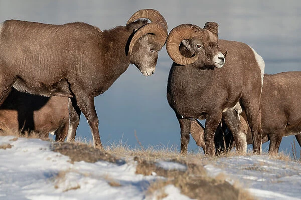 Rocky mountain bighorn rams (ovis canadensis) during the rut (mating) season, Jasper National Park, UNESCO World Heritage Site, Alberta, Canadian Rockies, Canada, North America