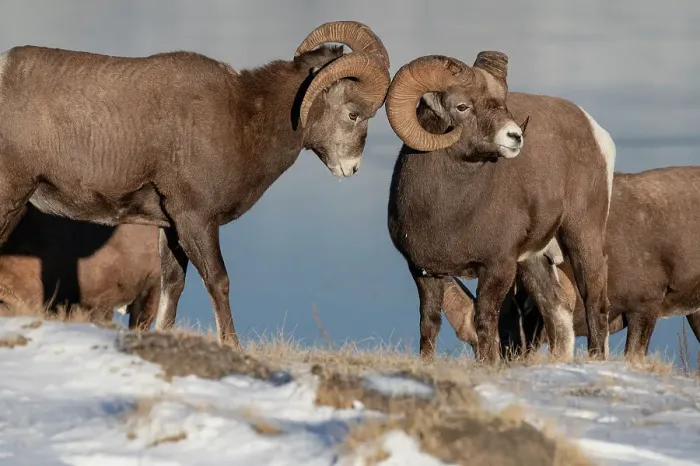 Framed Print : Rocky mountain bighorn rams (ovis canadensis) during the rut (mating) season, Jasper National Park, UNESCO World Heritage Site, Alberta, Canadian Rockies, Canada, North America Framed Print : Rocky mountain bighorn rams (ovis canadensis) during the rut (mating) season, Jasper National Park, UNESCO World Heritage Site, Alberta, Canadian Rockies, Canada, North America