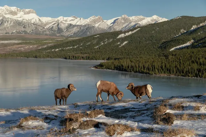 Framed Print : Rocky mountain bighorn rams (ovis canadensis) during the rut (mating) season, Jasper National Park, UNESCO World Heritage Site, Alberta, Canadian Rockies, Canada, North America Framed Print : Rocky mountain bighorn rams (ovis canadensis) during the rut (mating) season, Jasper National Park, UNESCO World Heritage Site, Alberta, Canadian Rockies, Canada, North America