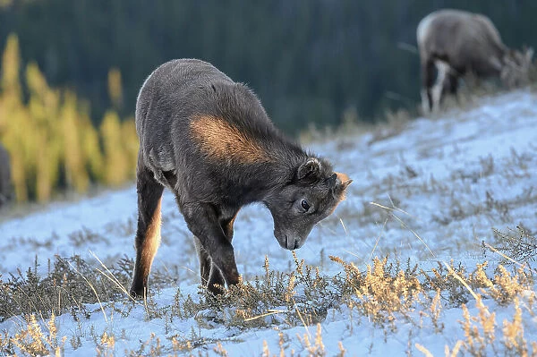 Rocky mountain bighorn sheep (Ovis canadensis) lamb on a wintry mountain, Jasper National Park, UNESCO World Heritage Site, Alberta, Canadian Rockies, Canada, North America
