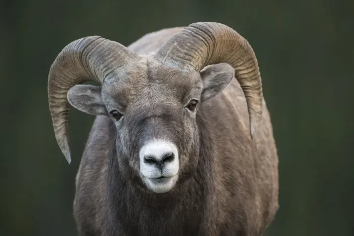 Framed Print : Rocky Mountain Bighorn Sheep Ram (Ovis canadensis), Jasper National Park, Alberta Framed Print : Rocky Mountain Bighorn Sheep Ram (Ovis canadensis), Jasper National Park, Alberta