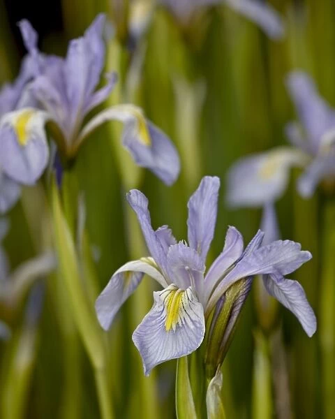 Rocky Mountain iris (Iris missouriensis), Weston Pass, Pike and San Isabel National Forest