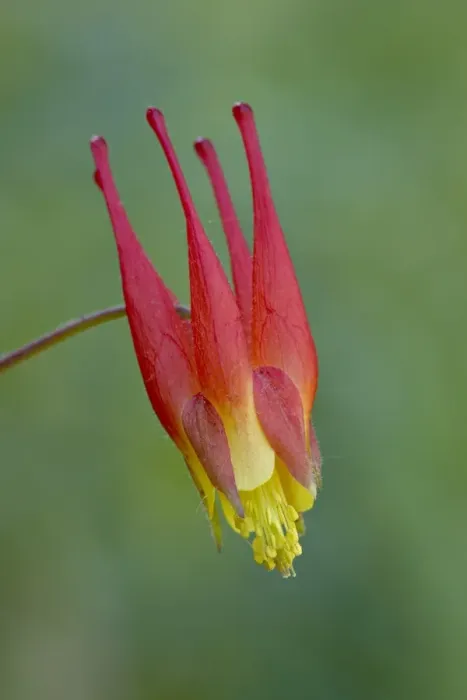 Framed Print : Rocky Mountain red columbine (Aquilegia elegantula), Gunnison National Forest Framed Print : Rocky Mountain red columbine (Aquilegia elegantula), Gunnison National Forest