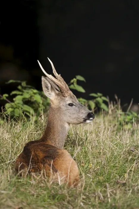 Framed Print : Roe buck, United Kingdom, Europe Framed Print : Roe buck, United Kingdom, Europe