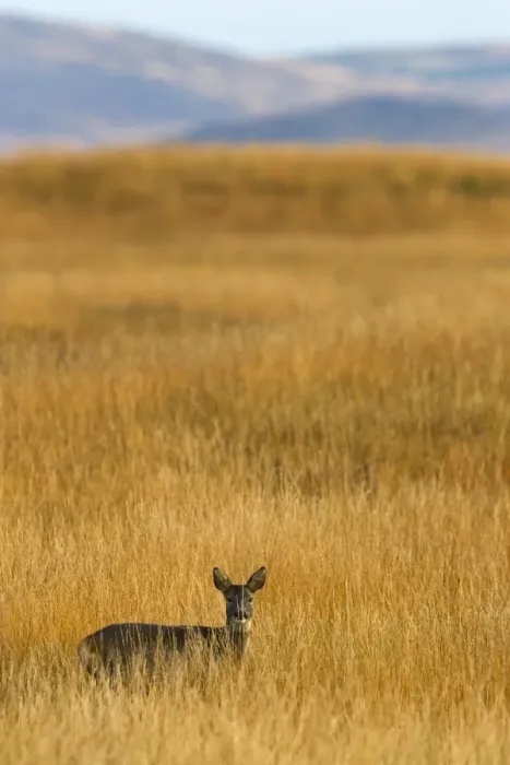 Framed Print : Roe deer (Capreolus capreolus), Islay, Scotland, United Kingdom, Europe Framed Print : Roe deer (Capreolus capreolus), Islay, Scotland, United Kingdom, Europe
