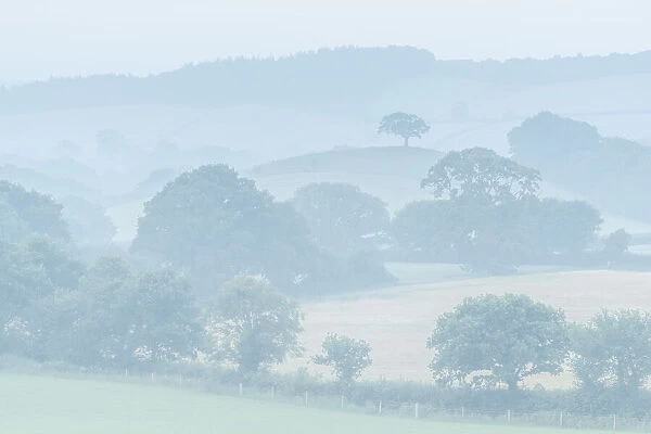 Rolling Devon countryside at dawn on a misty summer morning, Devon, England