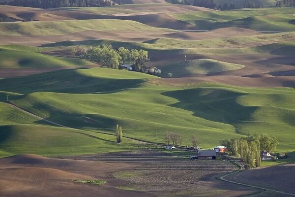Rolling hills, The Palouse, Whitman County, Washington State, United States of America