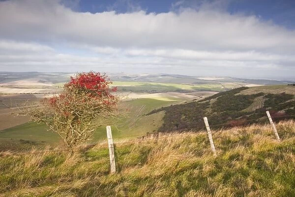 The rolling hills of the South Downs National Park near to Brighton, Sussex, England, United Kingdom, Europe