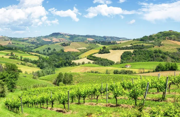 Framed Print : Rolling hills and vineyards of Marche region, Italy Framed Print : Rolling hills and vineyards of Marche region, Italy