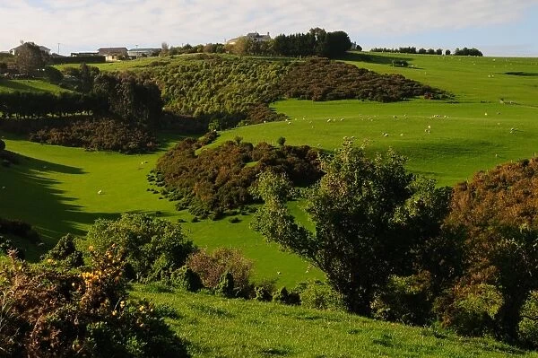 Rolling plains of Otago Peninsula, South Island, New Zealand, Pacific