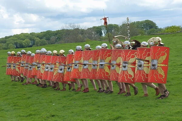 Roman soldiers of Ermine Street Guard, in line abreast with shields and stabbing swords