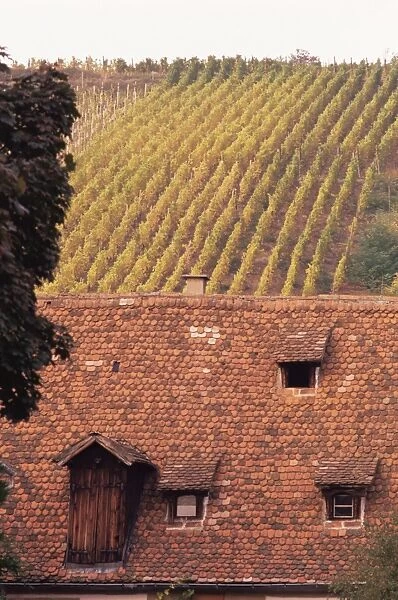 Roof and autumn vines, Riquewihr, Alsace, France, Europe