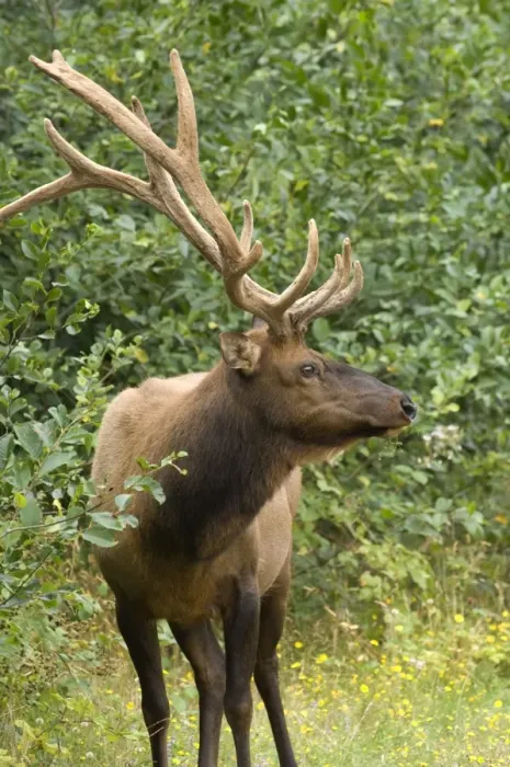 Framed Print : Roosevelt elk, Oregon, United States of America, North America