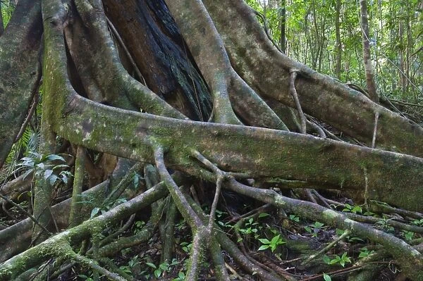 Roots, Daintree National Park, Queensland, Australia, Pacific