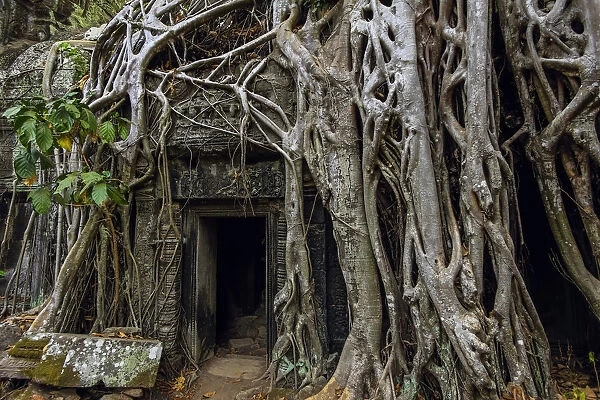 Roots of lithophyte strangler fig at 12th century temple complex Ta Prohm, a Tomb