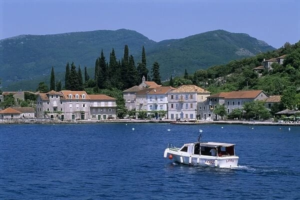 Rose, The Boka Kotorska (Bay of Kotor), Montenegro, Europe