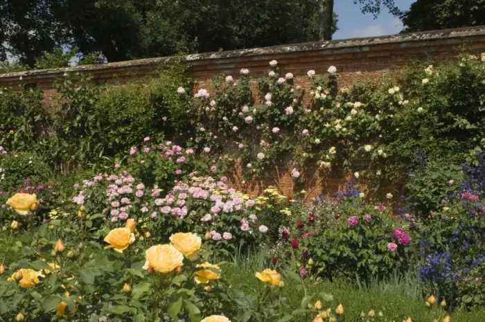 Framed Print : A rose border against a red brick wall, Mottisfont Abbey Garden, Hampshire Framed Print : A rose border against a red brick wall, Mottisfont Abbey Garden, Hampshire