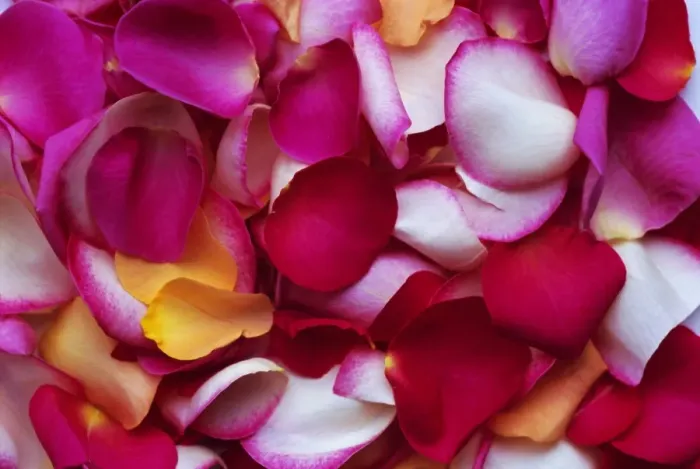 Framed Print : Rose petals Framed Print : Rose petals