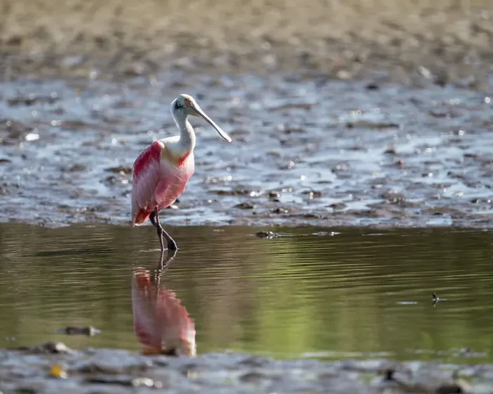 Framed Print : Roseate Spoonbill (Platalea ajaja), Tarcoles River, Garabito, Puntarenas Province, Costa Rica, Central America Framed Print : Roseate Spoonbill (Platalea ajaja), Tarcoles River, Garabito, Puntarenas Province, Costa Rica, Central America