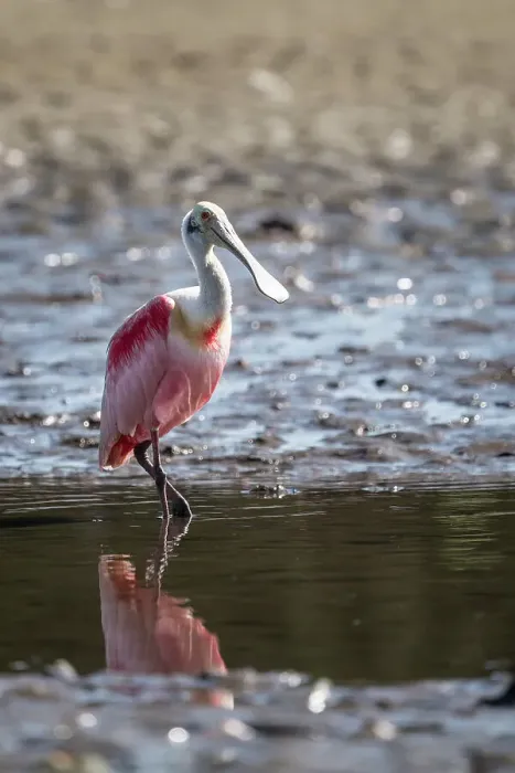 Framed Print : Roseate Spoonbill (Platalea ajaja), Tarcoles River, Garabito, Puntarenas Province, Costa Rica, Central America Framed Print : Roseate Spoonbill (Platalea ajaja), Tarcoles River, Garabito, Puntarenas Province, Costa Rica, Central America