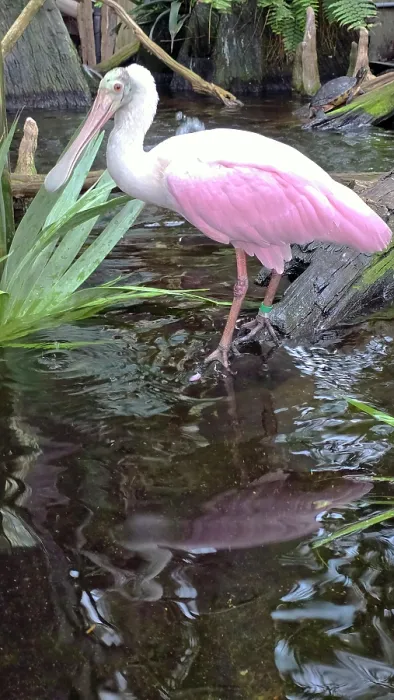 Framed Print : Roseate Spoonbill, Tampa Aquarium, United States of America