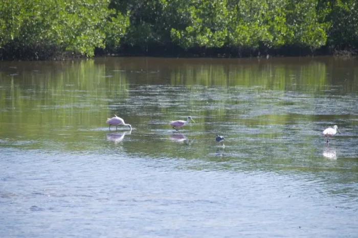 Framed Print : Roseate spoonbills, J. N. Ding Darling Wildlife Reserve, Sanibel Island Framed Print : Roseate spoonbills, J. N. Ding Darling Wildlife Reserve, Sanibel Island