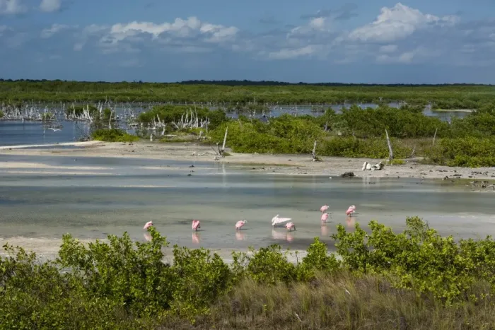 Framed Print : Roseate spoonbills (Platalea ajaja), Lagoon, Punta Sur Eco Park, Cozumel Island, Quintana Roo Framed Print : Roseate spoonbills (Platalea ajaja), Lagoon, Punta Sur Eco Park, Cozumel Island, Quintana Roo