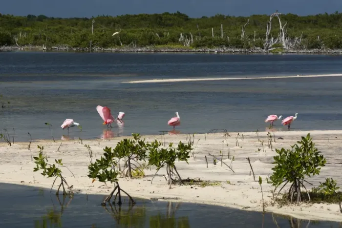 Framed Print : Roseate spoonbills (Platalea ajaja), Lagoon, Punta Sur Eco Park, Cozumel Island, Quintana Roo Framed Print : Roseate spoonbills (Platalea ajaja), Lagoon, Punta Sur Eco Park, Cozumel Island, Quintana Roo