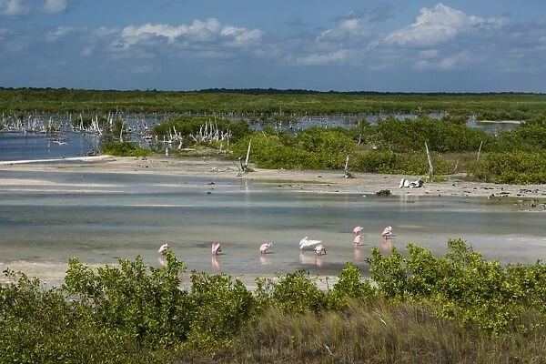 Roseate spoonbills (Platalea ajaja), Lagoon, Punta Sur Eco Park, Cozumel Island, Quintana Roo