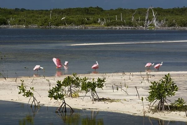 Roseate spoonbills (Platalea ajaja), Lagoon, Punta Sur Eco Park, Cozumel Island, Quintana Roo