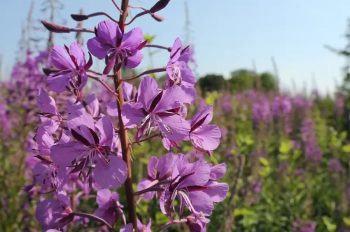 Framed Print : Rosebay willowherb (fireweed) (Epilobium angustifolium) flowering on waste ground, Wiltshire, England, United Kingdom, Europe Framed Print : Rosebay willowherb (fireweed) (Epilobium angustifolium) flowering on waste ground, Wiltshire, England, United Kingdom, Europe