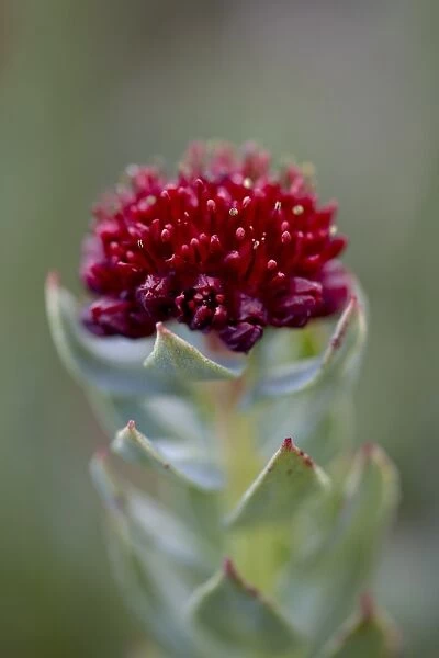 Roseroot (Kings Crown) (Sedum rosea), Mount Evans, Colorado, United States of America