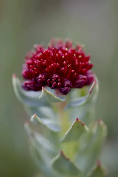 Framed Print : Roseroot (Kings Crown) (Sedum rosea), Mount Evans, Colorado, United States of America Framed Print : Roseroot (Kings Crown) (Sedum rosea), Mount Evans, Colorado, United States of America