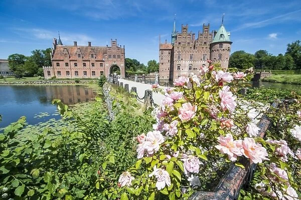Roses blooming in front of Castle Egeskov, Denmark, Scandinavia, Europe