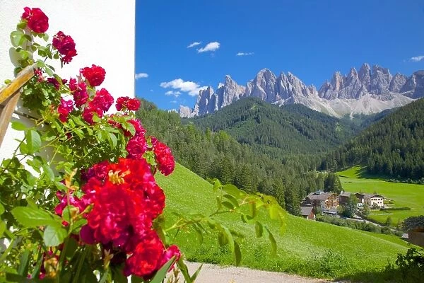 Roses on chalet wall, Val di Funes, Bolzano Province, Trentino-Alto Adige  /  South Tyrol, Italian Dolomites, Italy, Europe
