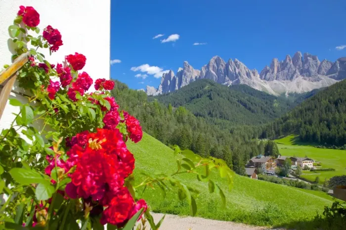 Framed Print : Roses on chalet wall, Val di Funes, Bolzano Province, Trentino-Alto Adige  /  South Tyrol, Italian Dolomites, Italy, Europe