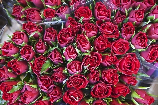Roses on display in the Bloemenmarkt (flower market), Amsterdam, Netherlands, Europe