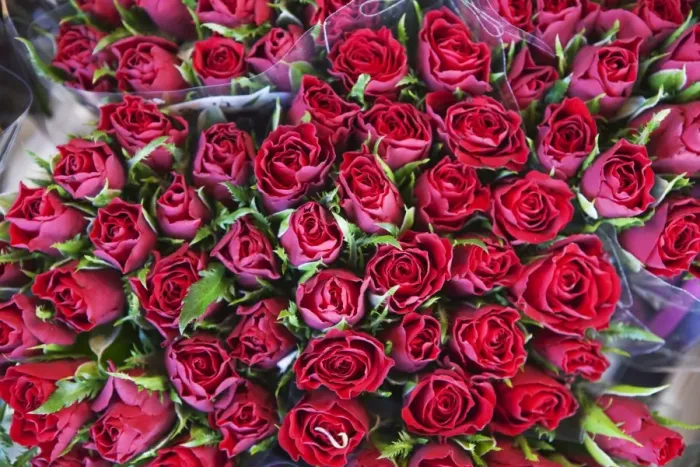 Framed Print : Roses on display in the Bloemenmarkt (flower market), Amsterdam, Netherlands, Europe Framed Print : Roses on display in the Bloemenmarkt (flower market), Amsterdam, Netherlands, Europe