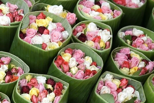 Roses for sale, Chatuchak weekend market, Bangkok, Thailand, Southeast Asia, Asia