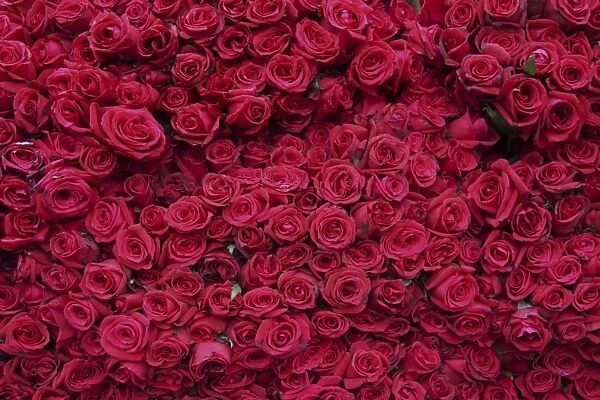 Roses for sale, Delhi, India, Asia