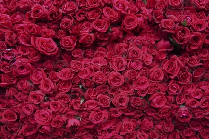 Framed Print : Roses for sale, Delhi, India, Asia