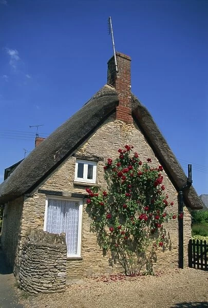Roses on the wall of a thatched cottage at Buckland, Oxfordshire, England