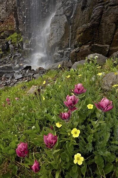 Rosy paintbrush (Castilleja rhexifolia) and Alpine avens (Acomastylis rossii turbinata), San Juan National Forest, Colorado, United States of America, North America