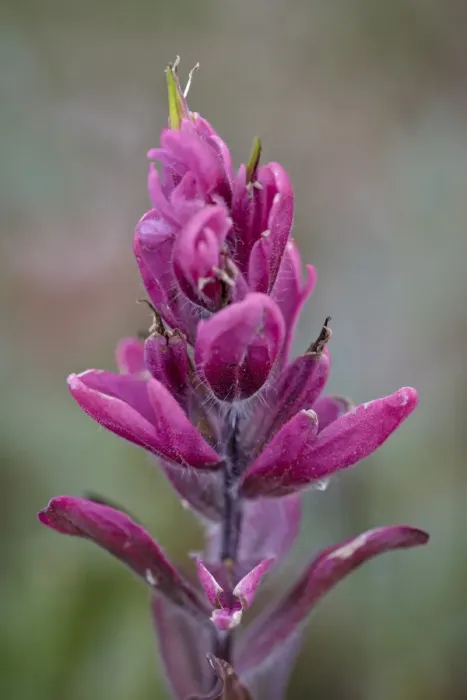 Framed Print : Rosy pintbrush (Castilleja rhexifolia), Gunnison National Forest, Colorado, United States of America, North America Framed Print : Rosy pintbrush (Castilleja rhexifolia), Gunnison National Forest, Colorado, United States of America, North America