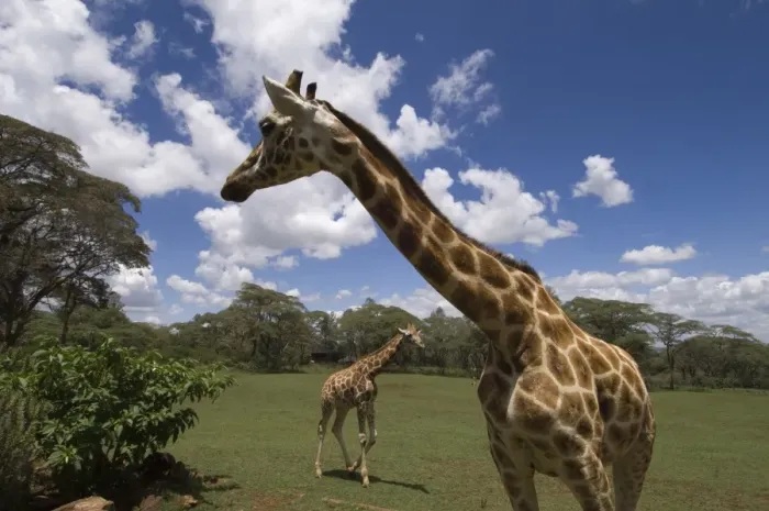 Framed Print : Rothschild giraffe, Giraffe Manor, Nairobi, Kenya, East Africa, Africa Framed Print : Rothschild giraffe, Giraffe Manor, Nairobi, Kenya, East Africa, Africa